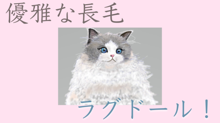 ラグドールかわいすぎる！